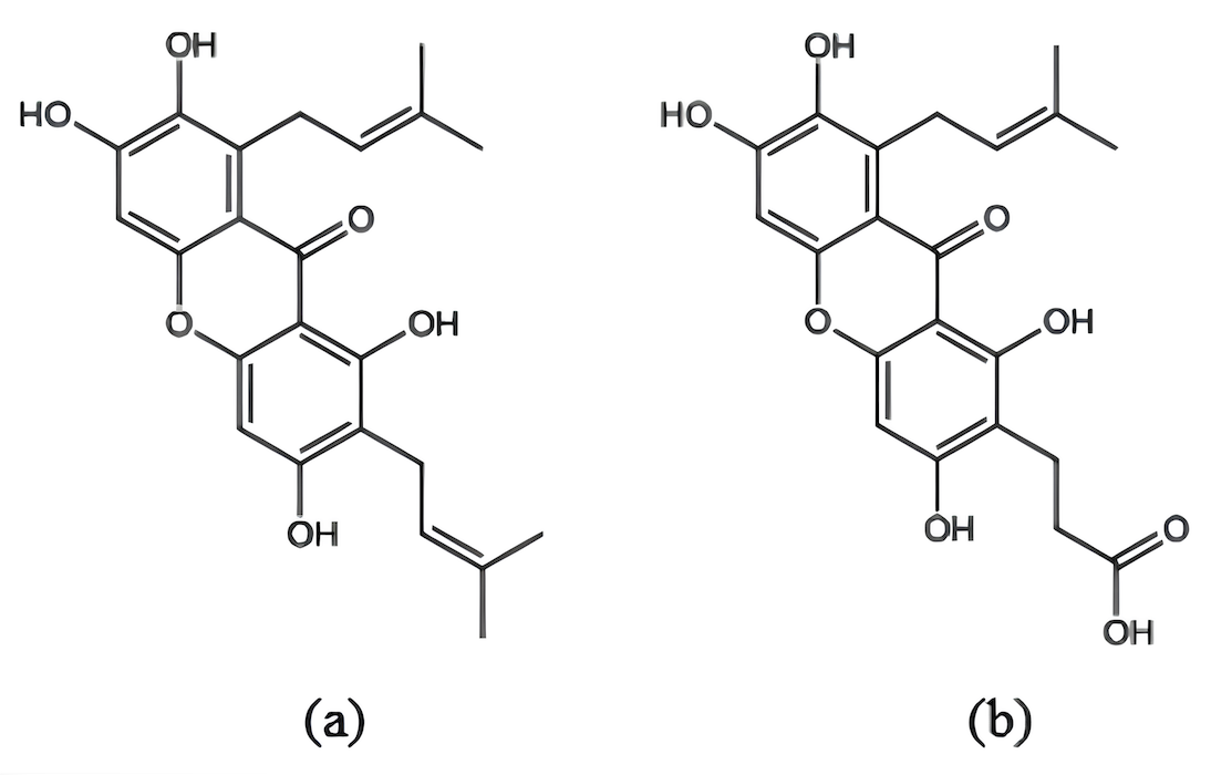 Molecular structures of γ-mangostin (a) and γ-mangostin+COOH (b)